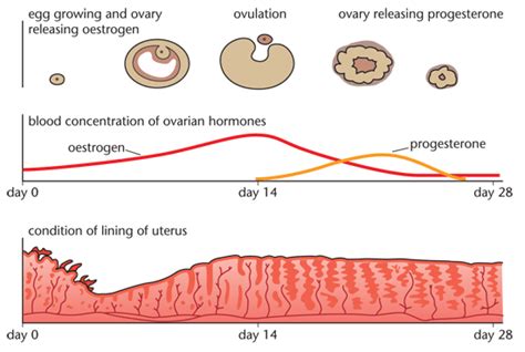 hormones uses in reproduction gcse revision biology human body