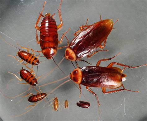cockroach species narragansett pest control