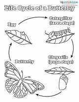 Butterfly Monarch Cycles Transformation Metamorphosis Lovetoknow sketch template