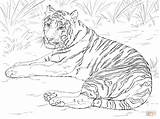 Tiger Coloring Pages Getcolorings Color Tigers sketch template