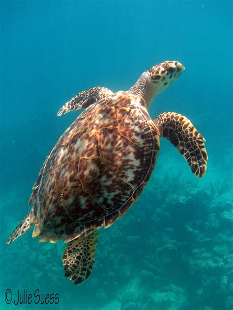 hawksbill turtle turtle time