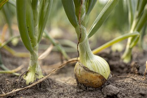 zwiebeln anbauen saeen oder stecken gartenflora