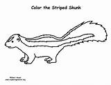 Skunk Coloringnature sketch template