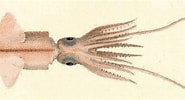 Afbeeldingsresultaten voor "pyroteuthis Margaritifera". Grootte: 185 x 100. Bron: www.inaturalist.org