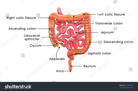 large intestine labelled ilustracoes stock  shutterstock