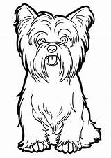 Coloring Yorkie Pages Yorkshire Drawing Dog Line Para Colorir Printable Desenhos Dogs Terrier Terriers Visit Apso Lhasa Animais Imprimir Just sketch template