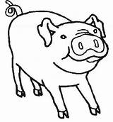 Coloring Pig Sniffing sketch template