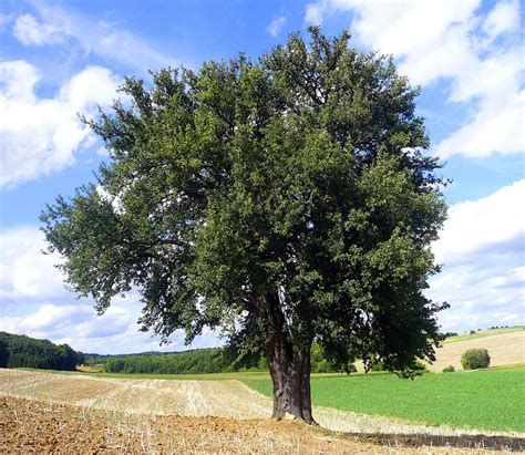 kostenloses foto birnbaum baum laubbaum kostenloses bild auf