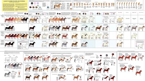 equine coat color genetics horse horse choices
