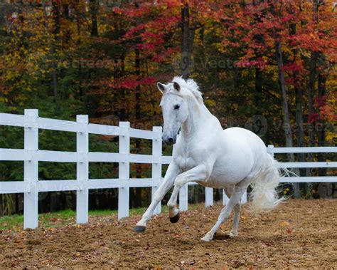 white stallion galloping  stock photo  vecteezy