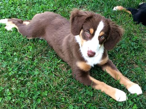 Female Red Tri Mini Aussie For Sale 450 She Is 15 Weeks Old Has Had All