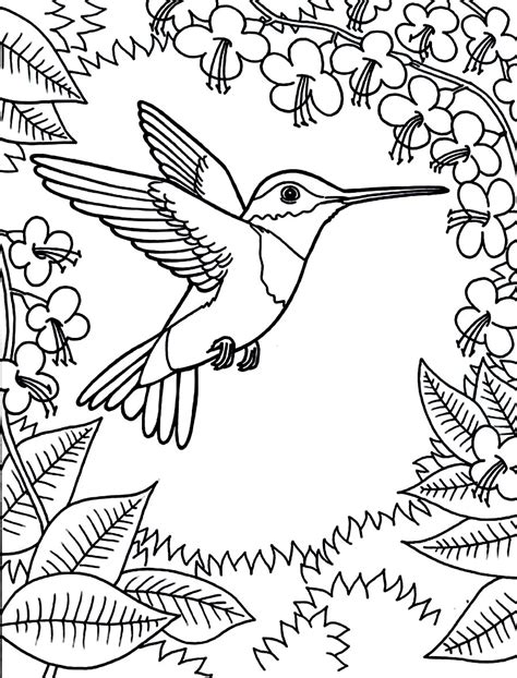 hummingbird coloring pages    print