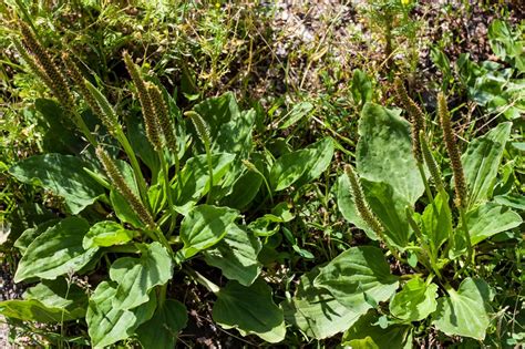 The Ultimate Guide To Weeds What To Yank What To Leave And What You