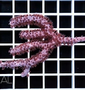Afbeeldingsresultaten voor "Plexaurella Nutans". Grootte: 176 x 185. Bron: www.coral.zone