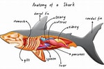 Afbeeldingsresultaten voor blinde haai Anatomie. Grootte: 150 x 100. Bron: nl.dreamstime.com