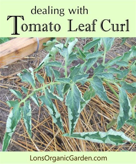 Tomato Plant Leaves Curling Database Plants