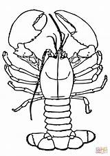 Lobster Coloring Pages Claws Drawing Cartoon Big Lobsters Printable Getdrawings Paintingvalley 45kb 480px sketch template