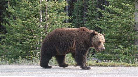 legacy  big boy  grizzly bear blog nature pbs
