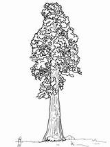 Sequoia Coloring Tree Pages Giant California Drawing Sentinal Redwood Simple State Line Trees Trunk Flag Printable Getdrawings Baobab Supercoloring Getcolorings sketch template