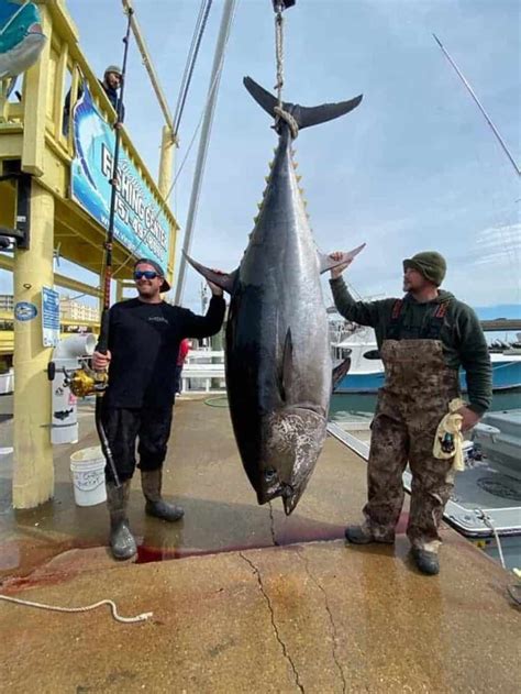 lb bluefin tuna sets va state record chesapeake bay magazine