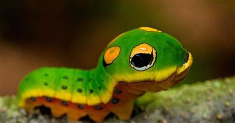 the scary caterpillar that is far too cute to frighten off any