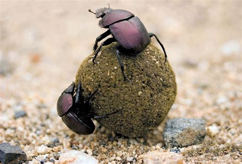 dung beetle kids britannica kids homework