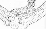 Coloring Leopard Amur Pages Leopards Getcolorings sketch template