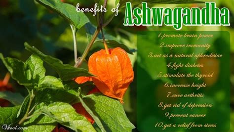 10 Health Benefits Of Ashwagandha Root You Should Know