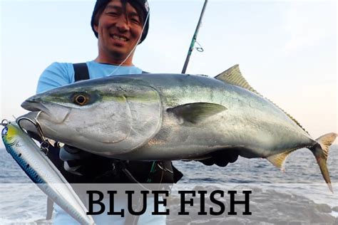 blueblue fishing