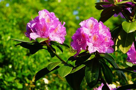images blossom summer bush spring botany garden flora purple flowers background