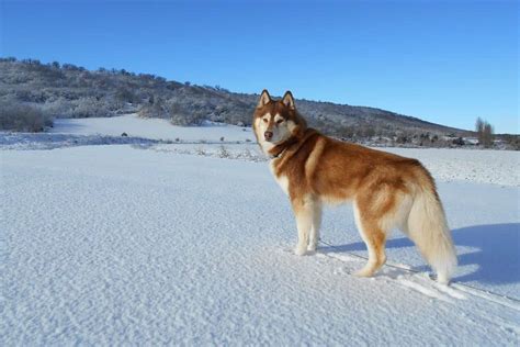 siberian husky dog breed characteristics care