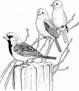 Passaros Coloring Passarinhos Sparrows sketch template