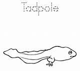 Tadpole Amphibians Frog Templates sketch template