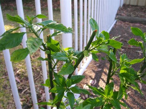 Chili Plants A Month After Pruning Homemade Hot Sauce
