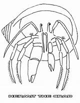 Crab Coloring Hermit Pages sketch template