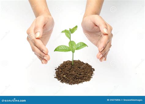 plant care stock photo image  gardening ideas concepts