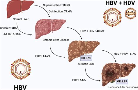 hbv hdv infection jhc