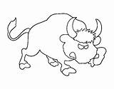 Bull Wild Coloring Coloringcrew sketch template