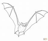 Bat Coloring Brown Pages Realistic Big Clipart Bats Drawing Printable Supercoloring 55kb Designlooter Paper Crafts 1200 sketch template