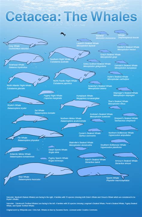 bbc earth how an empty sea helped the blue whale grow so enormous