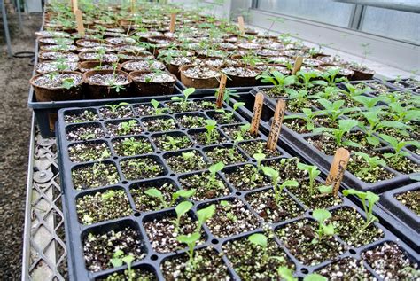caring  seedlings   greenhouse  martha stewart blog