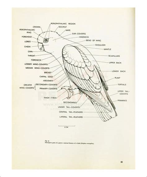 anatomy   parrot   retro reproductions llc