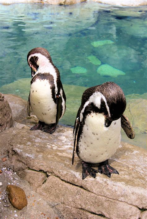 filetwo penguins  st louis zoojpg wikimedia commons