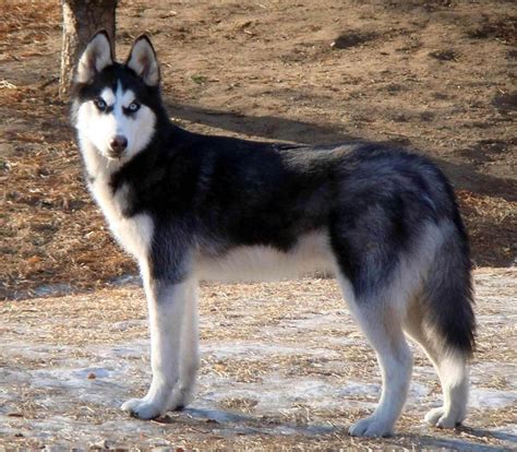 siberian huskies big dogs
