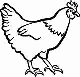Hen Clipart Chicken Outline Rooster Drawing Clip Collection Transparent Library Clipartmag Freeuse Stock Monochrome Svg Webstockreview Arts Pinclipart Kindpng sketch template