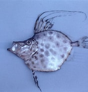 Afbeeldingsresultaten voor "zenopsis Conchifer". Grootte: 177 x 185. Bron: ncfishes.com