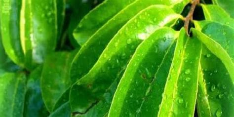 obat asam urat alami  tumbuhan herbal muda