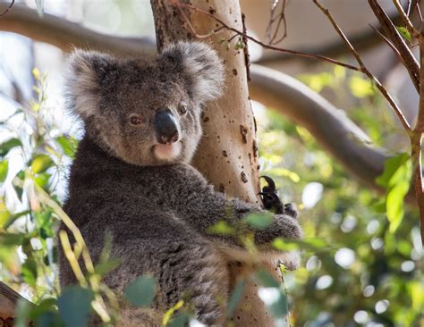 places   wild koalas  australia walk  world