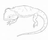 Bearded Coloring Lizard sketch template