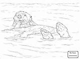 Otter sketch template